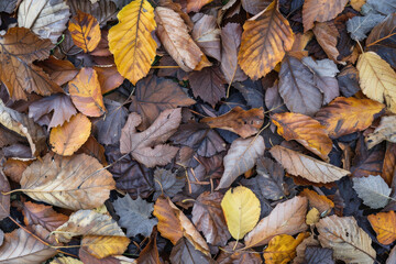 close up horizontal image of autumnal foliage, dead colorful leaves pattern on the ground
