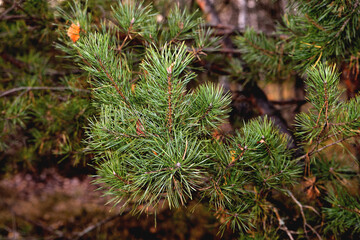 Pine branch against autumn forest background