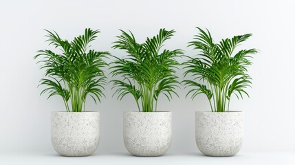 Fototapeta premium Three Green Palm Plants in White Pots Against a White Wall