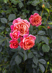 The climbing rose Peach Melba. Exquisite varieties of roses in the rose garden