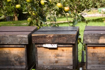 Bienenkästen eines Imkers mit Bienen als wichtiger Faktor für Biodiversität und Naturschutz