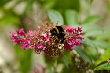 Hummel sammelt Pollen auf einer Flieder Blüte im Sommer