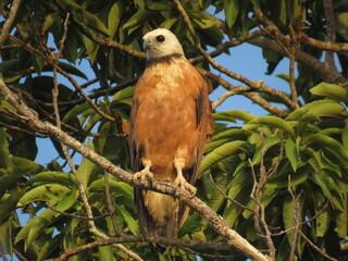 Black-collared Hawk (Busarellus nigricollis) in North of Brazilian Amazonian.