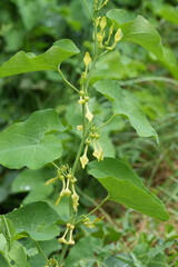 Vertical closeup on the Dutchmans pipe or pipevine, Aristolochia clematitis in the Gard, France