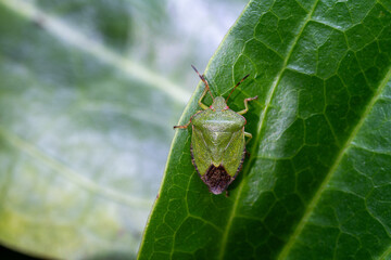 stink bug on a leaf in the garden 