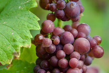 Saftige, rote Weintrauben bei der Ernte zur Verarbeitung zu Wein und Traubensaft