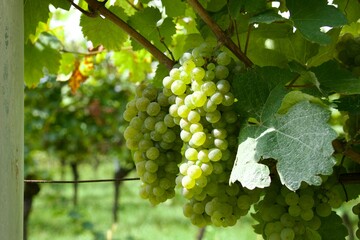 Grüne Weintrauben als Zeichen der Fruchtbarkeit, bereit für die Lese