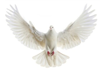 Christ holy dove animal pigeon bird.
