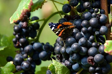 Saftige, süße und leckere rote Weintrauben mit Schmetterling an einer sonnigen Weinrebe bereit für die herbstliche Weinernte und Weinproduktion