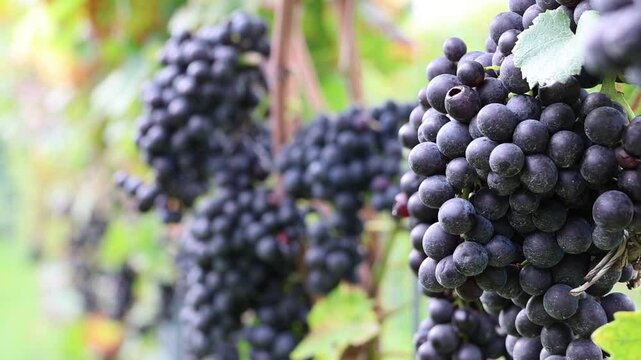 Videoaufnahme von saftigen, roten, reifen Weintrauben bereit f&uuml;r die Ernte am Weinstock