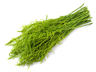 Climbing Wattle or Acacia vegetable isolate on a white background