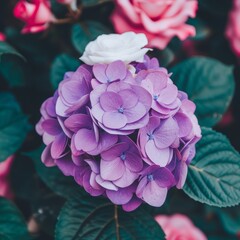 Fototapeta premium Purple Hydrangea Bloom with Delicate Pink Accent,Closeup Nature Photography of Garden Flowers