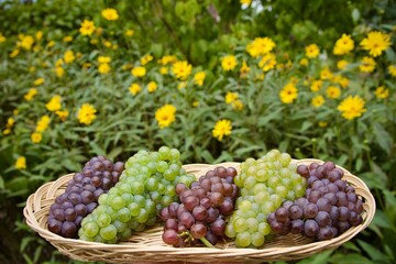 Natürliche, vegane Ernährung mit Bio-Lebensmitteln und Gesundheit verbindlich durch einen Obstkorb mit Trauben auf einer Blumenwiese