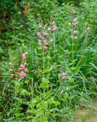 Spikes of coral salvia, Salvia coccinea, are growing in a meadow in Florida. The image shows the foliage, buds, and flowers. Red salvia is in the background.