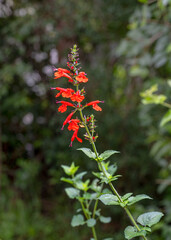 Selective focus on a tall stem of red salvia flowers, Salvia coccinea, on a dark background of blurred foliage.