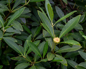 A fruit of the Yellow Anise Tree, Illicium parviflorum, surrounded by dark green foliage. Florida...