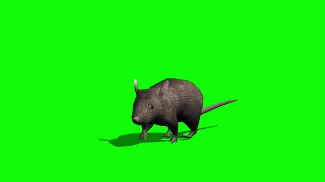 Gray rat runs view from front with isolated green screen background