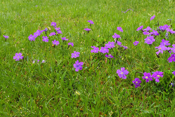 A lawn with green and purple flowers. Summer nature garden concept. A field of green and purple flowers. A field of green grass and purple flowers lifestyle.