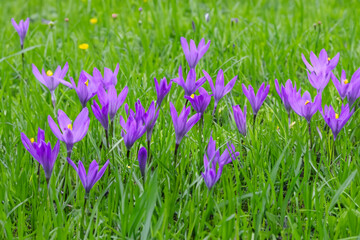 A lawn with green and purple flowers. Summer nature garden concept. A field of green and purple flowers. A field of green grass and lifestyle purple flowers.