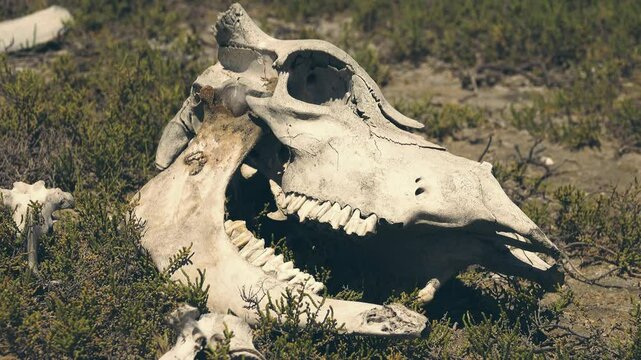 The cow bull's skull is bleached and weathered by rain, wind and sun.