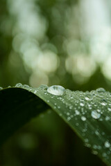 Fototapeta premium Reed leaves with water drops macro photography. Outdoor landscape. Organic, green leaves, water drop rain