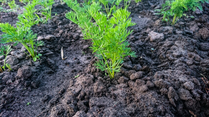 Bed of Young Carrots with Green Tops in Farmer's Vegetable Garden