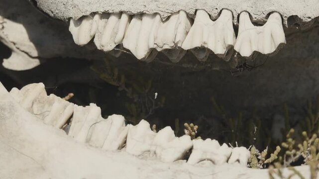 Steppe spider (Latrodectus tredecimguttatus) adult male hidden inside the skull (under the upper teeth). Deadly neurotoxin when bitten. North Black Sea steppe