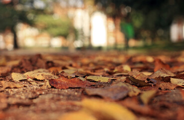 Autumn is coming to the park