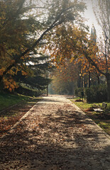 Autumn is coming to the park