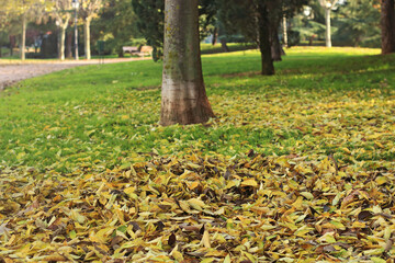 Autumn is coming to the park