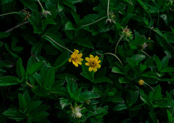 close up view of flower wedelia chinensis
