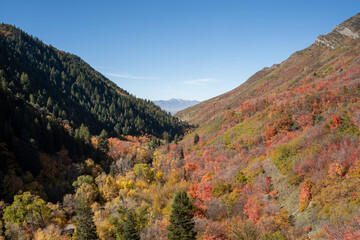 A beautiful view of trees changing to Fall colors in Millcreek Canyon, Utah.