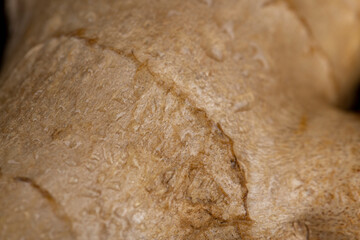 details of the ginger root used in cooking