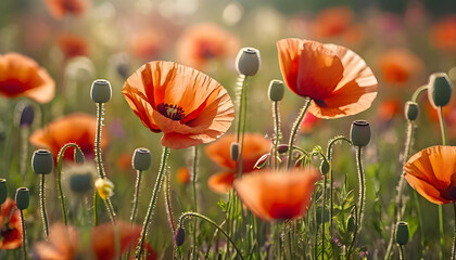 Obraz premium Vivid wildflower meadow, blooming poppies in vibrant red and orange tones, delicate petals, blurred background with soft colors, bokeh effect