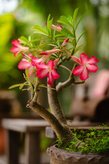 Vibrant Pink Adenium Flowers on Thick Succulent Stems, Potted in Rustic Container with Lush Green Leaves, Showcasing Exotic Beauty in Natural Garden Setting