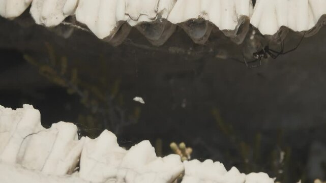 Steppe spider (Latrodectus tredecimguttatus) adult male hidden inside the skull (under the upper teeth). Deadly neurotoxin when bitten. North Black Sea steppe