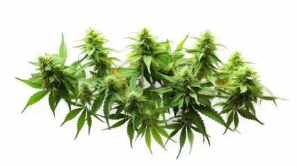 Close up of a fresh cannabis buds on neutral background