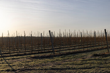 Obraz premium young apple trees in the garden in a snowless winter