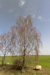 Obraz premium a birch without foliage in spring against a blue sky
