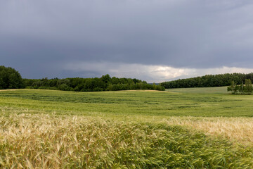 wheat field after a thunderstorm and rain