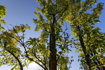 a beautiful maple tree in May in spring