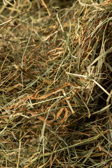 Dehydrated Dried Grass for hay production in agriculture