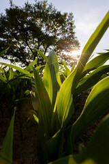 a green oak in green corn on a blue sky background