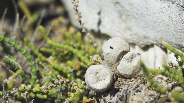 Steppe spider (Latrodectus tredecimguttatus), Empty summer cocoons of spider after little spiders left them in April. Protective shell of web raised to take picture. North Black Sea salt steppe