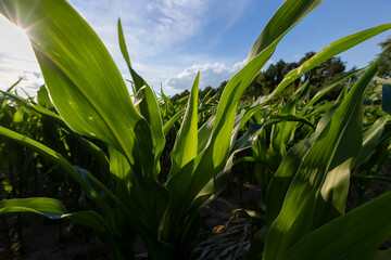 tall stalks of green sweet corn in sunny weather