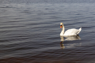 A white swan swims on the lake in early spring