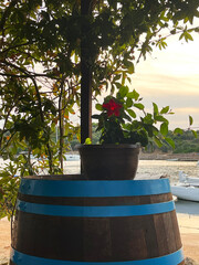 Obraz premium barrel with flowers