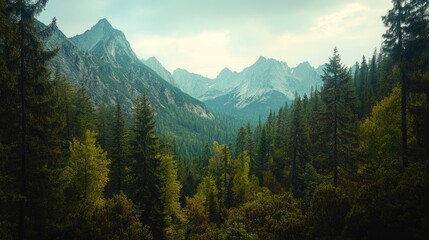 Fototapeta premium A panoramic shot of a dense forest with towering mountains in the distance, capturing the majesty of nature.
