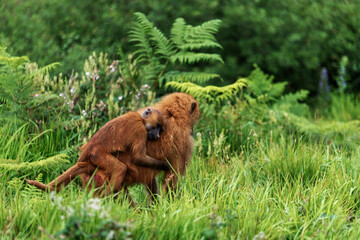 Baboon with baby clinging to its back in dense vegetation