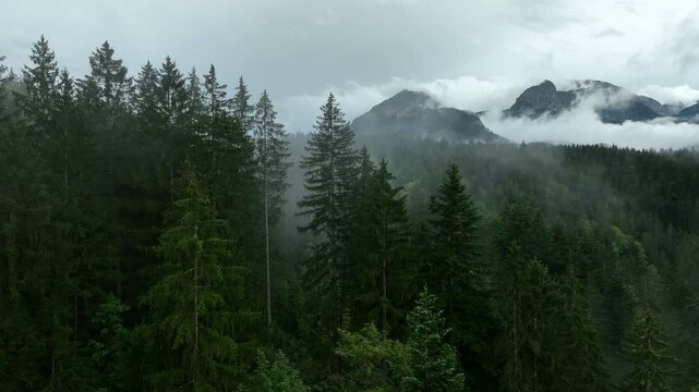 Rainy weather in mountains . Misty fog blowing over pine tree forest . Aerial footage of spruce forest trees on the mountain hills .